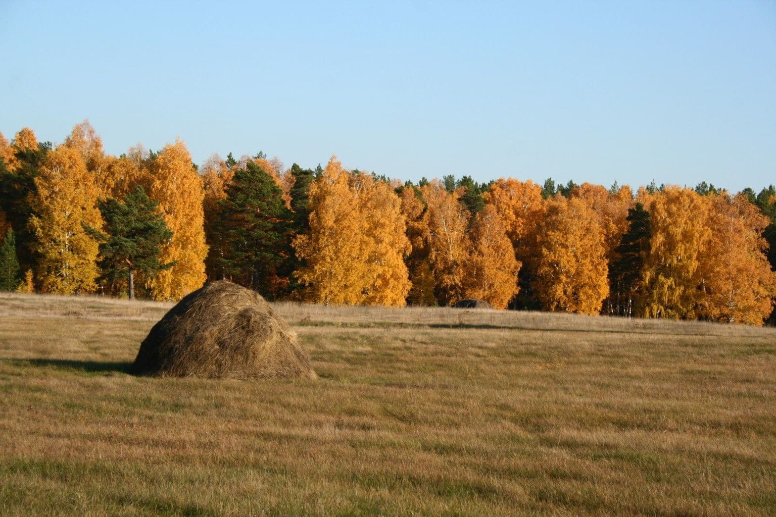 Луг со стогом сена и золотой осенний лес