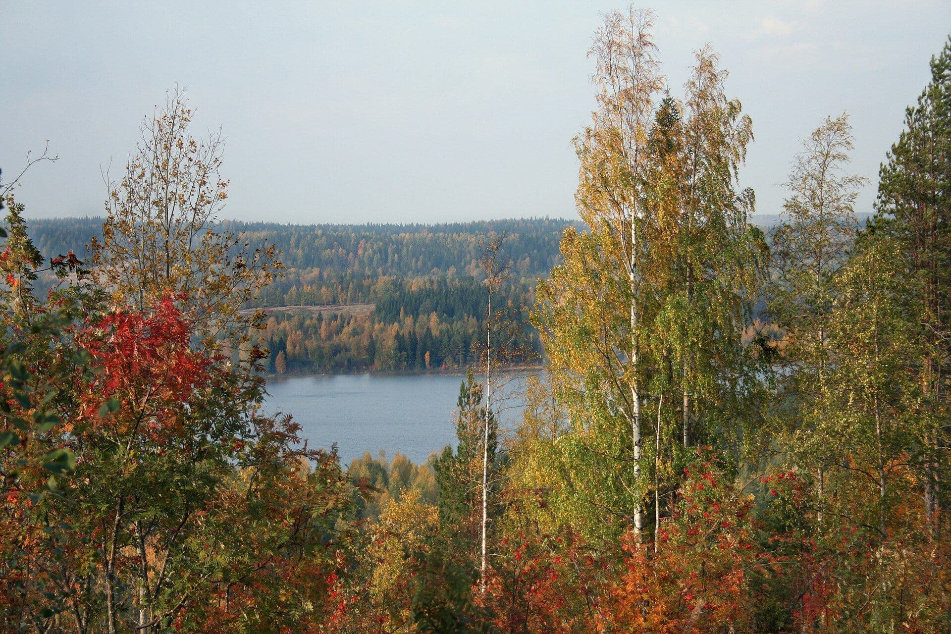Осенний лес Карелии