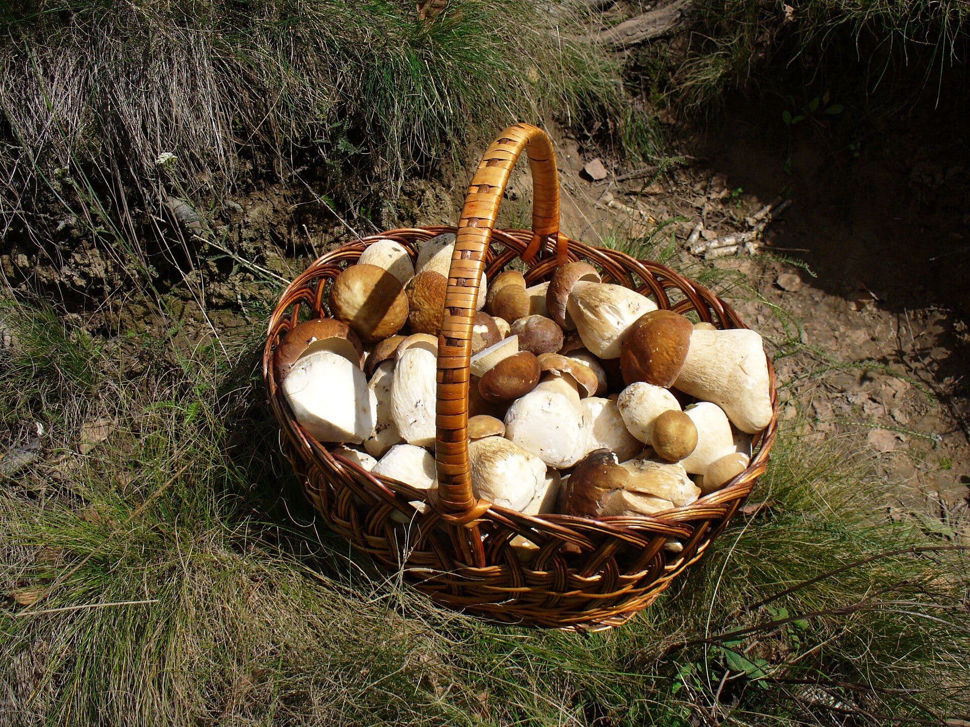 Корзина с собранными белыми грибами (боровиками)