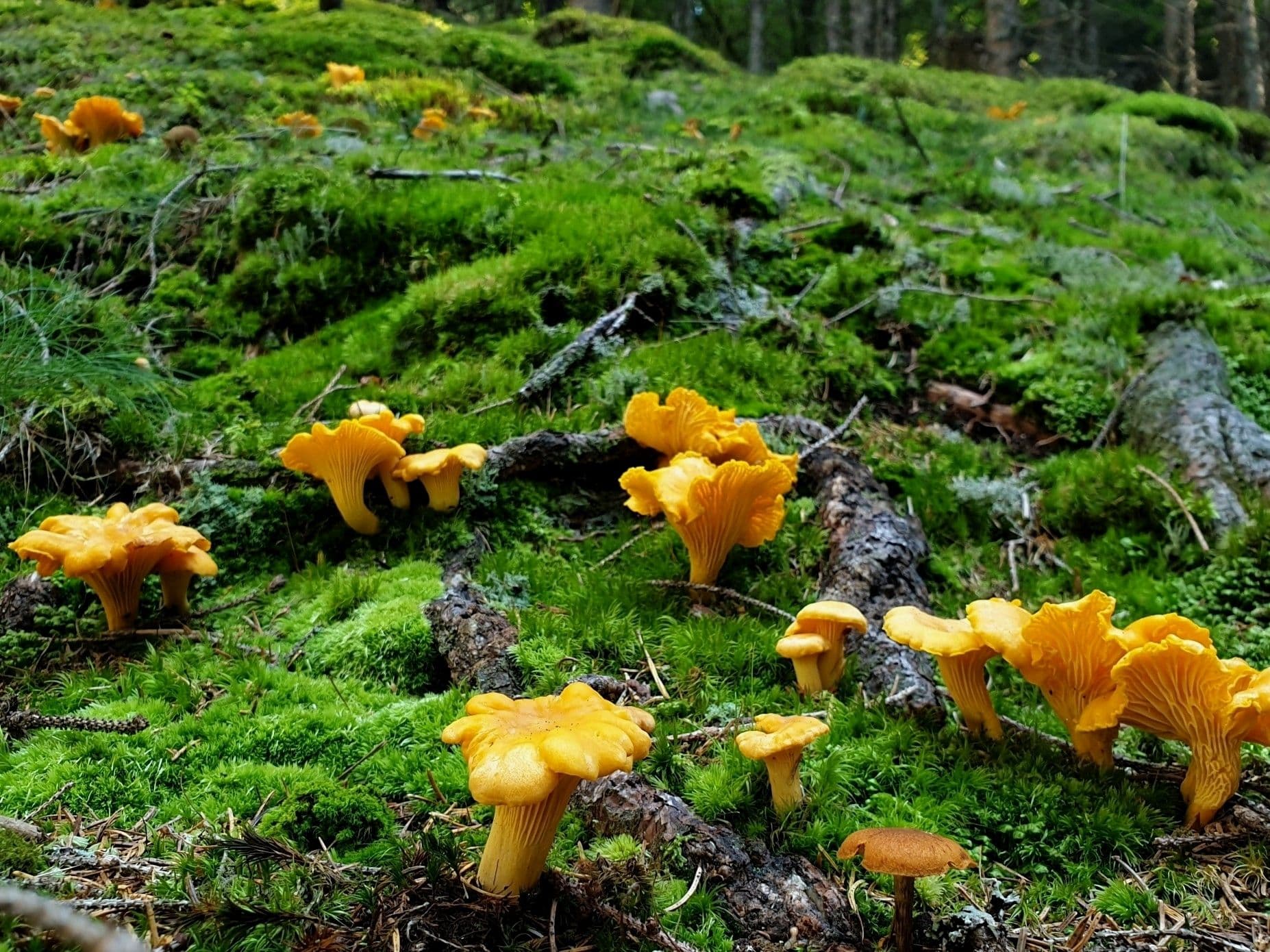 Лисички в хвойном лесу