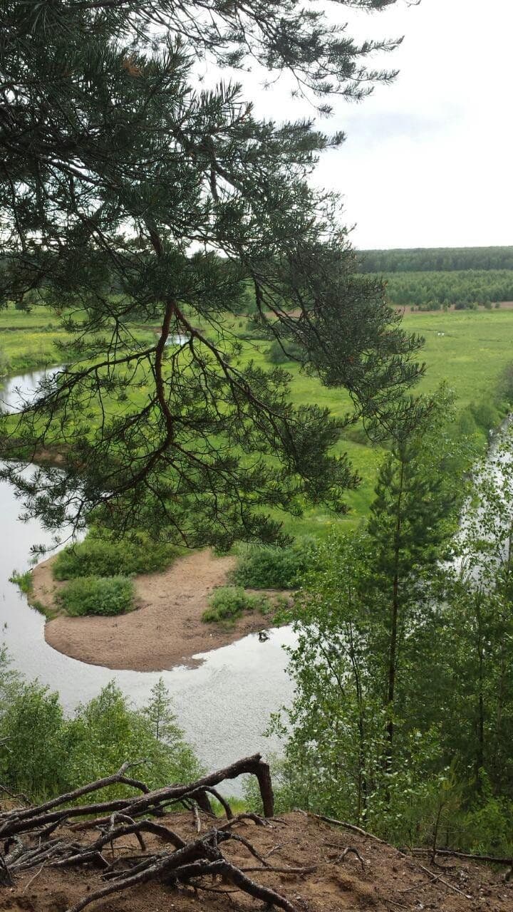 Сосны на крутояре реки Нерли