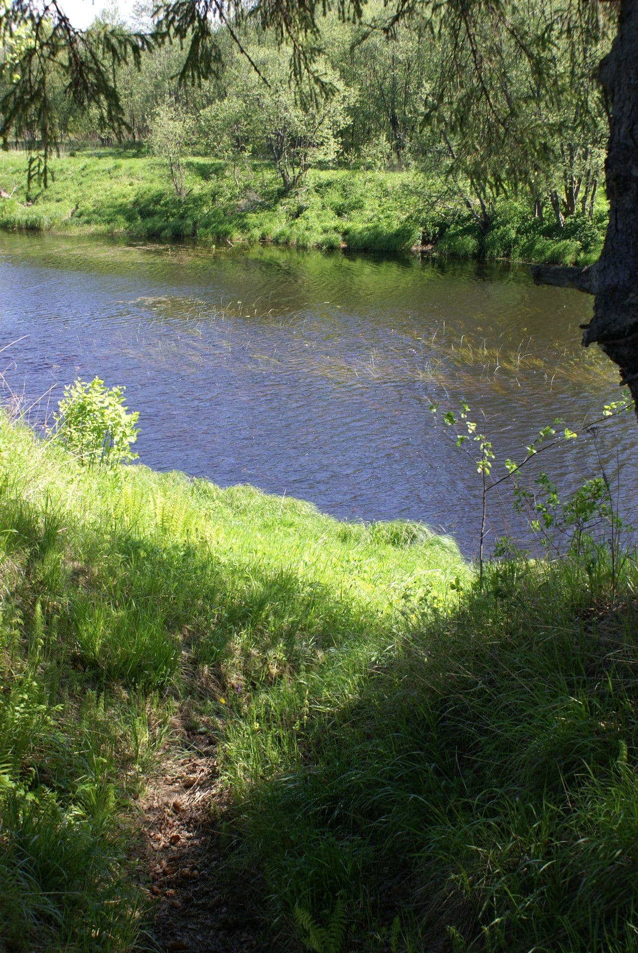 Река Сить в густом лесу, вид с воды
