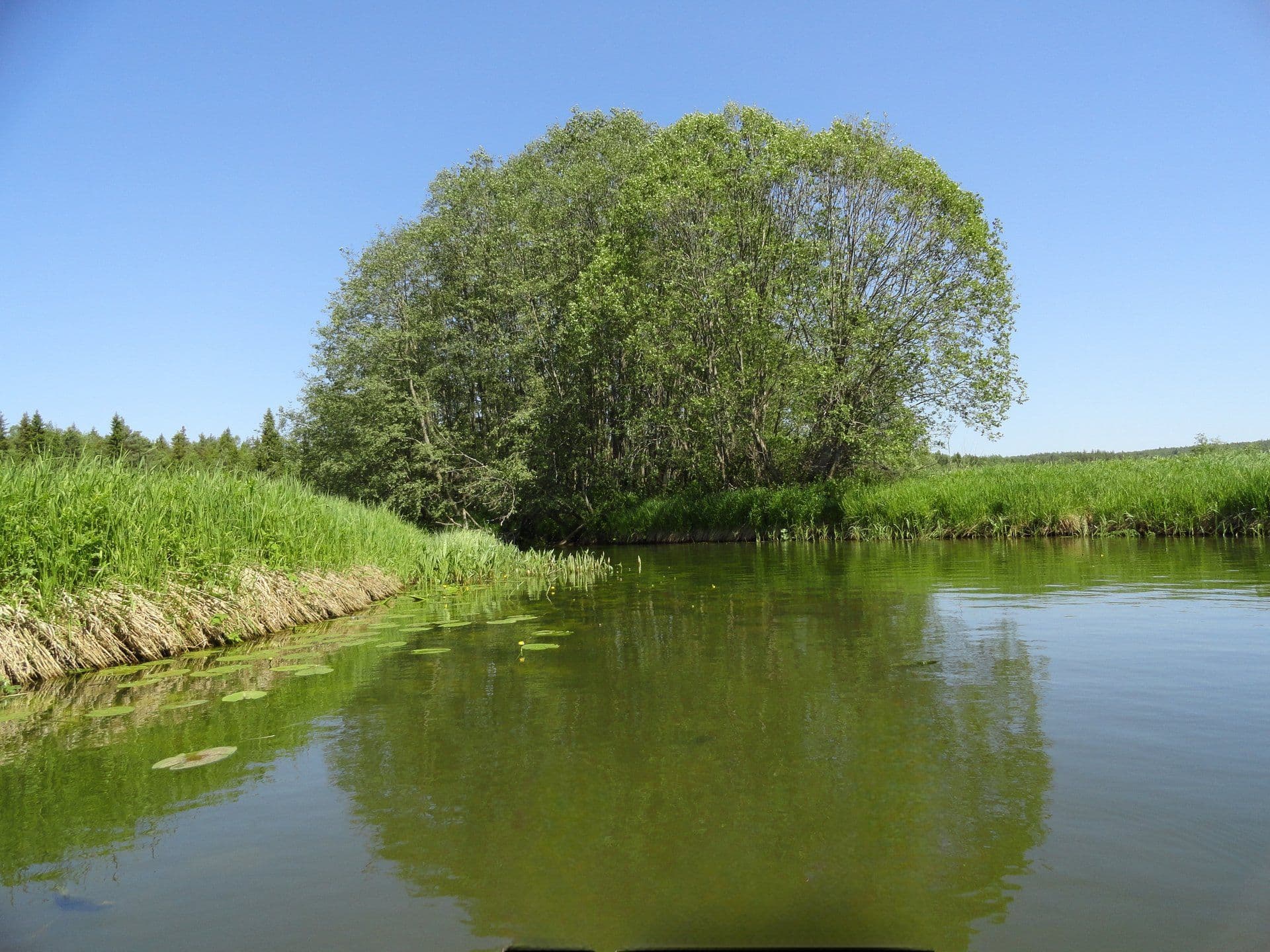 Спокойная река Устье с зелёными берегами, вид с воды
