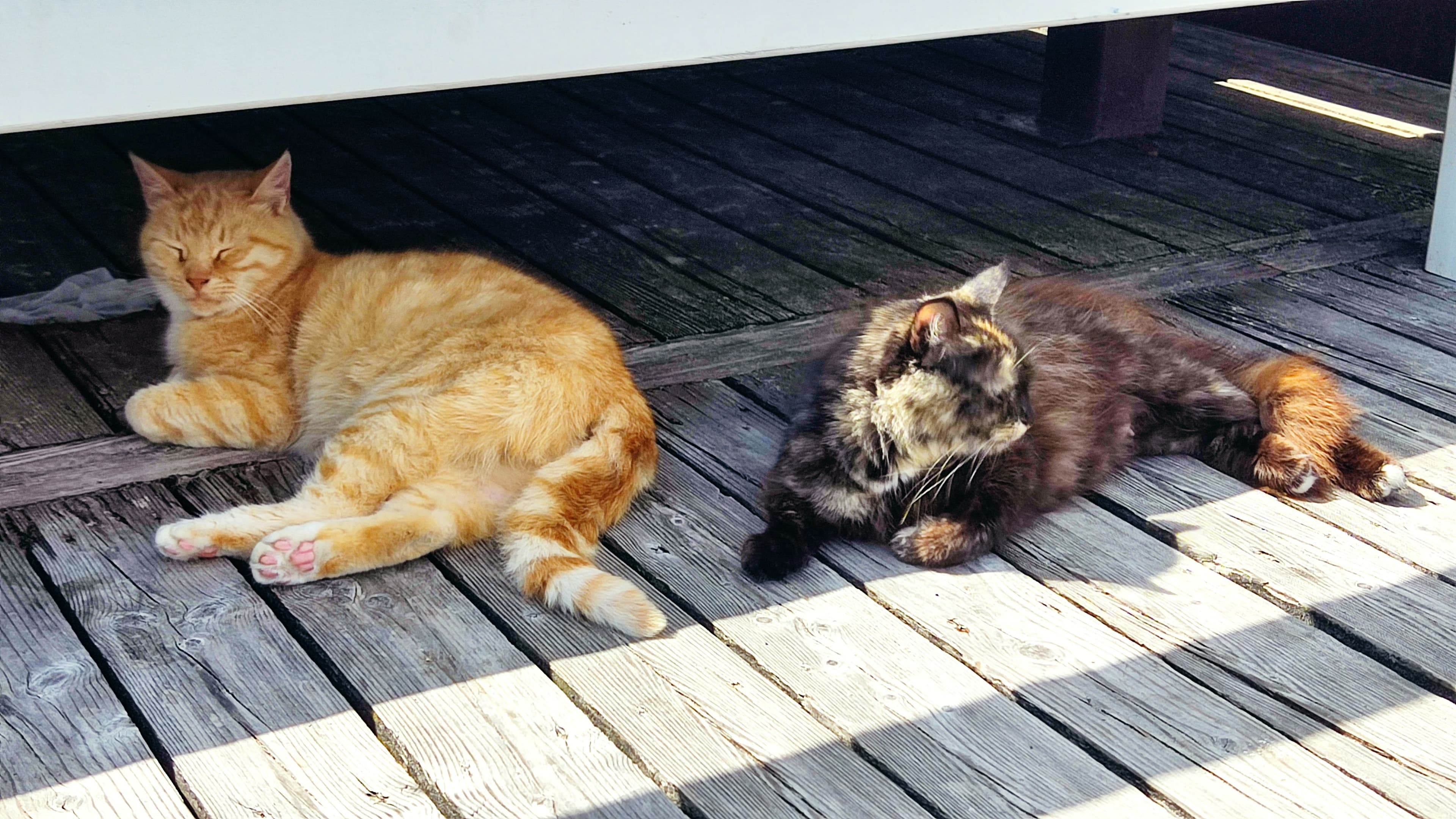 Коты на набережной Зеленоградска